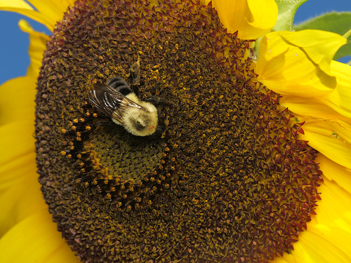 Common Eastern Bumble Bee