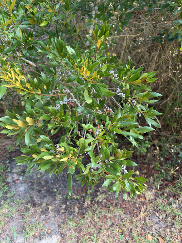 wax myrtle