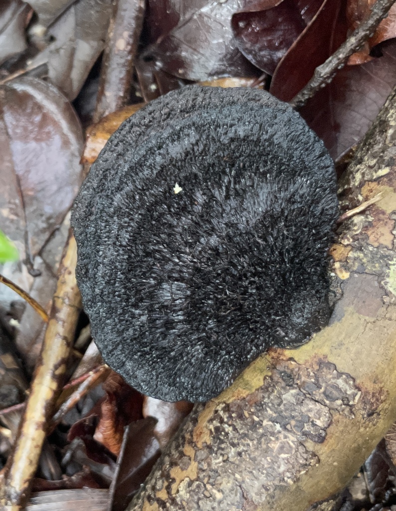 Hairy Hexagonia · September 2026 · photo: Photo: (c) Nathaniel Isabella, some rights reserved (CC BY) · iNaturalist