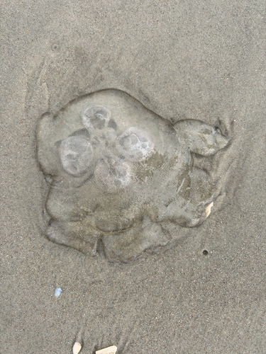Southern Moon Jelly