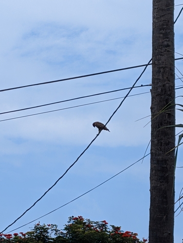 Buteo solitarius observed 2026-09-23