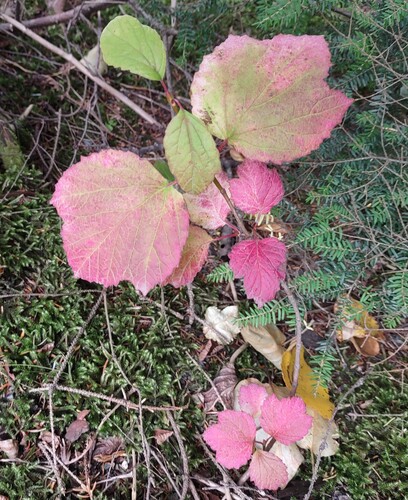 Viburnum edule, photograph 6