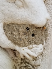 Ancistrocerus waldenii