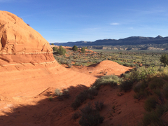 Streptanthus longirostris