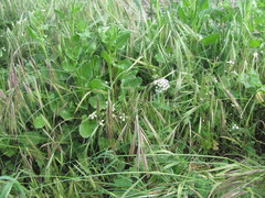 Bromus diandrus
