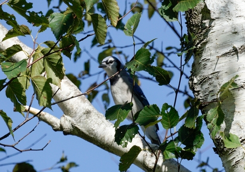 Blue Jay