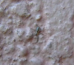 Arachosia praesignis