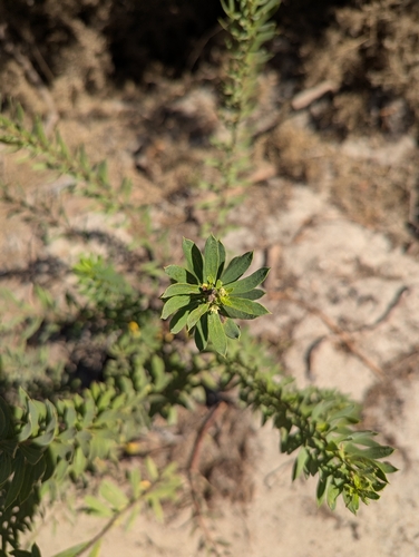 Daphne gnidium, photograph 3