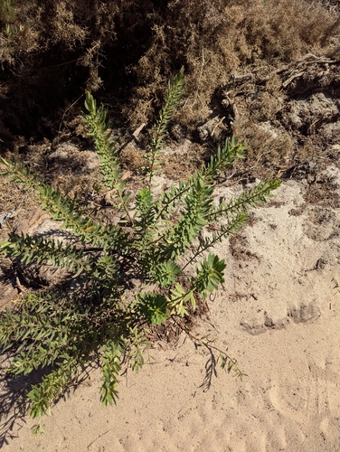 Daphne gnidium, photograph 4