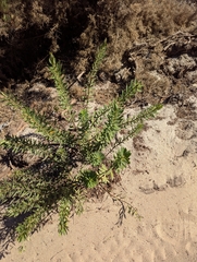 Daphne gnidium, photograph (c) Dmitry Trutsko, some rights reserved (CC BY)