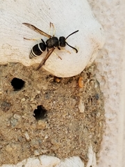 Ancistrocerus waldenii