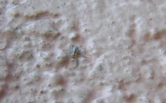 Arachosia praesignis