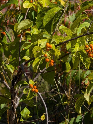 Celastrus scandens
