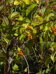 Celastrus scandens