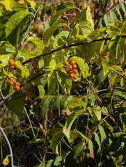 Celastrus scandens, photograph (c) Marilynn Miller, some rights reserved (CC BY)