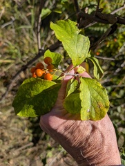 Celastrus scandens, photograph (c) Marilynn Miller, some rights reserved (CC BY)