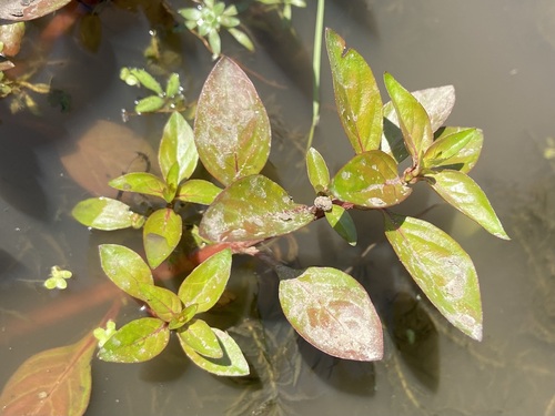Ludwigia palustris, photograph 3