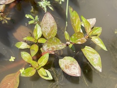 (c) Joss Carr, some rights reserved (CC BY) Ludwigia palustris, photograph (c) Joss Carr, some rights reserved (CC BY)