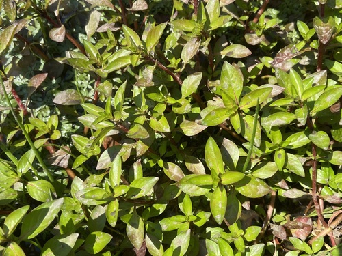 Ludwigia palustris, photograph 1