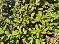 (c) Joss Carr, some rights reserved (CC BY) Ludwigia palustris, photograph (c) Joss Carr, some rights reserved (CC BY)