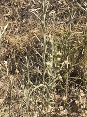 Pseudognaphalium ramosissimum