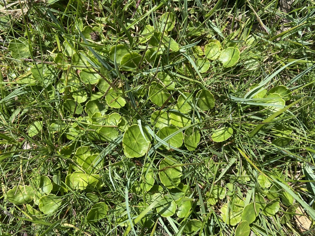 Hydrocotyle vulgaris; photograph (c) Joss Carr, some rights reserved (CC BY)