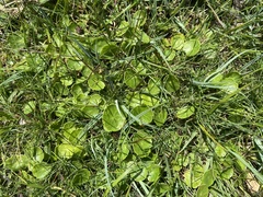 Hydrocotyle vulgaris
