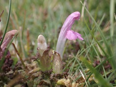 Pedicularis sylvatica