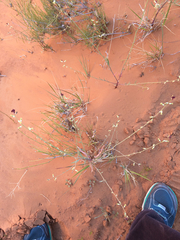 Streptanthus longirostris