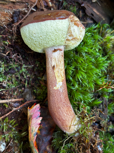 Bay Bolete