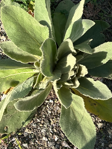 great mullein