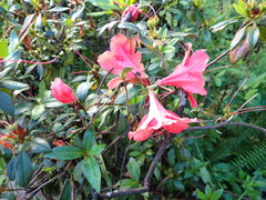 Rhododendron scabrum