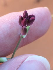 Streptanthus longirostris