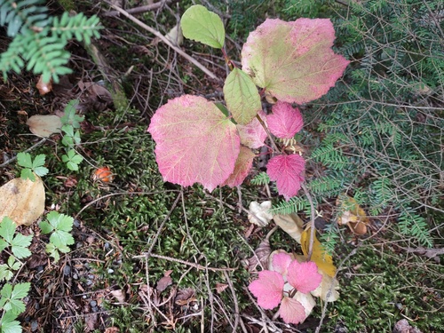 Viburnum edule, photograph 5