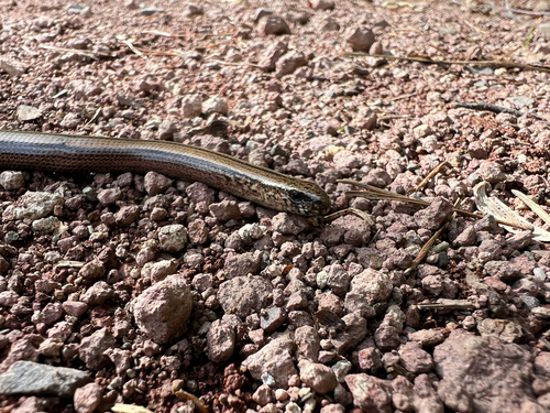 Common Slowworm