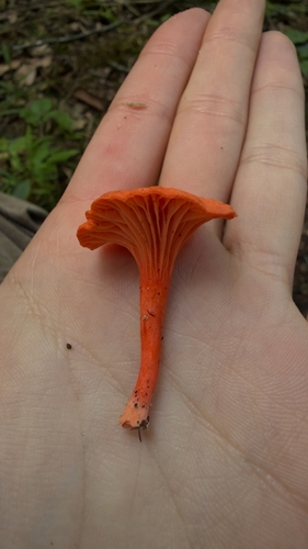 Red Chanterelle