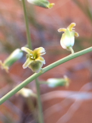 Streptanthus longirostris