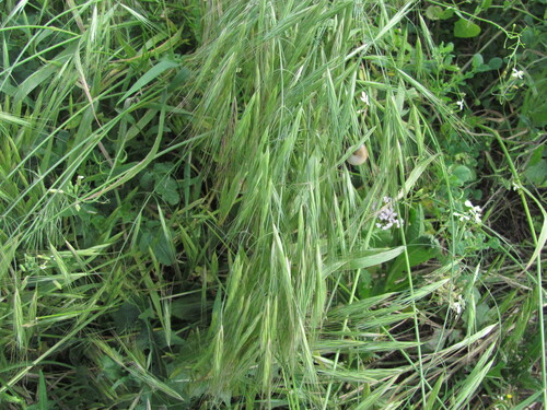 Bromus diandrus, photograph 1