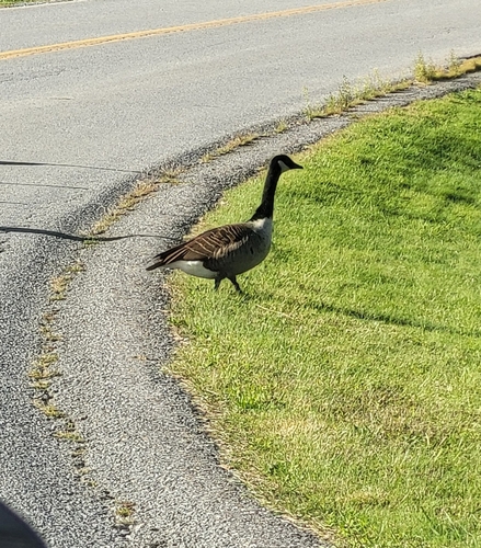 Canada Goose