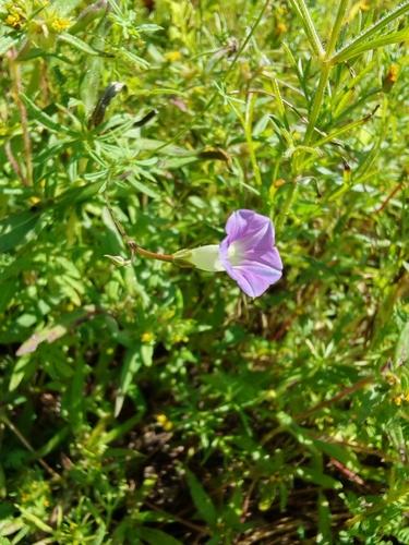 Ipomoea costellata