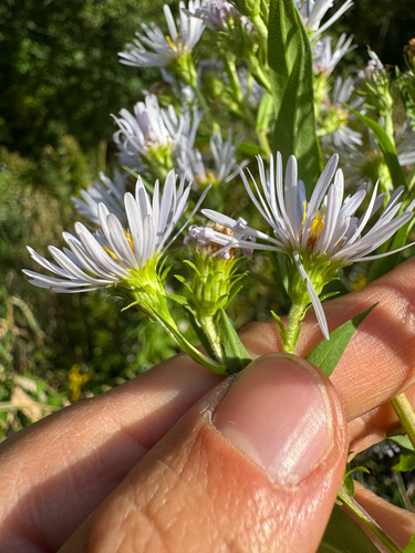 Symphyotrichum firmum, photograph 1