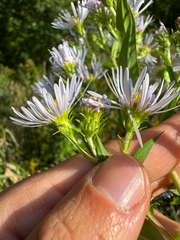 Symphyotrichum firmum