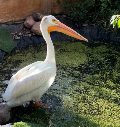American White Pelican
