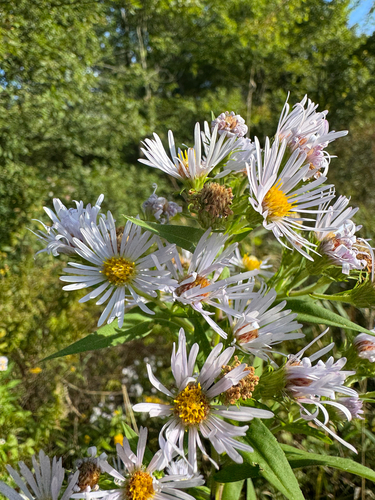 Symphyotrichum firmum, photograph 3