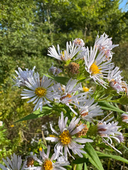 Symphyotrichum firmum, photograph (c) Shanze Yoell, some rights reserved (CC BY)