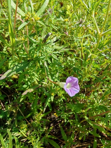 Ipomoea costellata, photograph 2