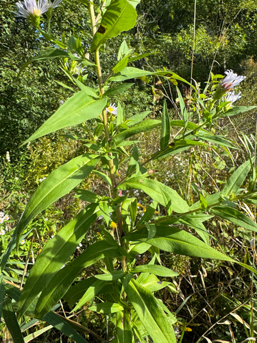 Symphyotrichum firmum, photograph 2