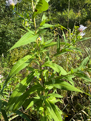 Symphyotrichum firmum, photograph (c) Shanze Yoell, some rights reserved (CC BY)