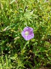 Ipomoea costellata, photograph author not stated, no rights reserved