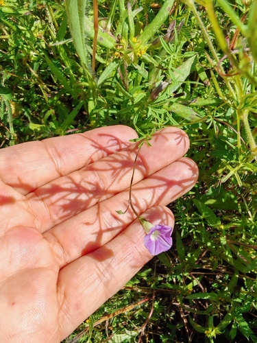 Ipomoea costellata, photograph 4